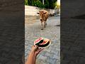 Jay Gaumata #cow #ytshorts #gaumata