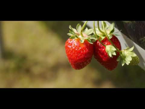 ამხანაგობა \"ჩვენი ეზოს მარწყვი\"