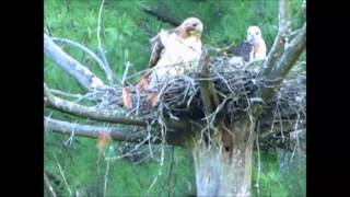 Birds Attacking A Hawk Nest.
