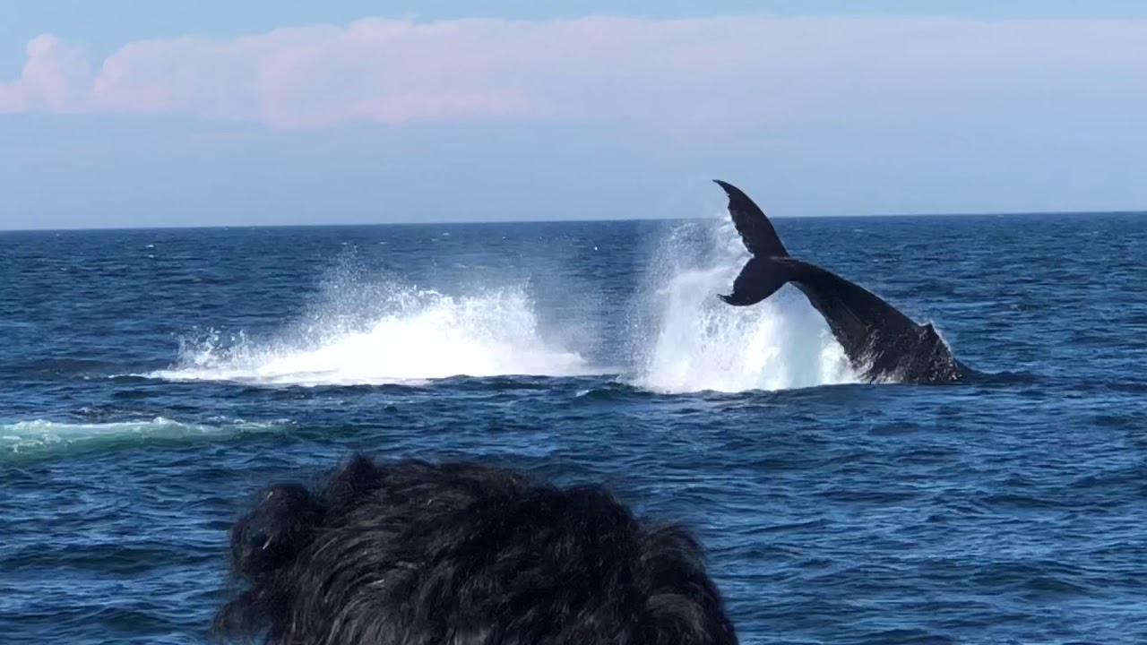 boston harbor cruises whale watch