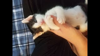 Kitten sharp nails #cute #funny #pets #cat #cats #kitten #funnyvideo #short #fyp #lol #love #reels