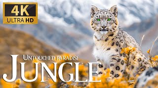 Untouched Paradise Jungle 4K  Discovery Amazing Animals of Planet Video with Relaxing Piano Music