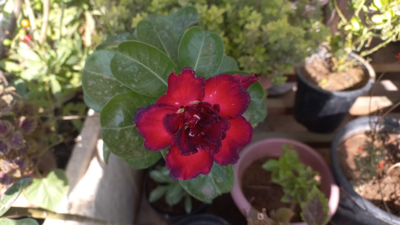 Seed se ready adenium plant repotting 🪴🪴🌺