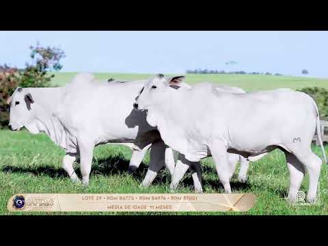 LOTE 29 - B6775 MAT. | LONDA MAT. | LINAE MAT. (trio)