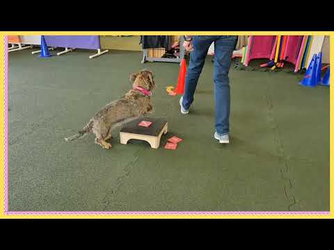 Vorschaubild Video 6 – Pfotensport