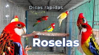 Roselas - Dicas rápidas de criação #roselas #passaros by DOCTV 884 views 7 days ago 1 minute, 54 seconds