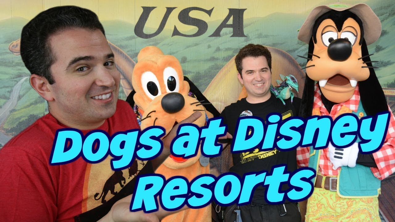 Why Disney Created The Dog Friendly Resort Policy 🐕