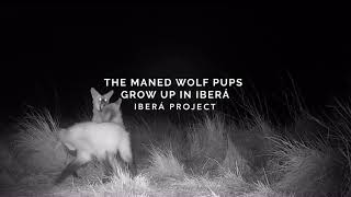 THE MANED WOLF PUPS GROW UP IN IBERÁ