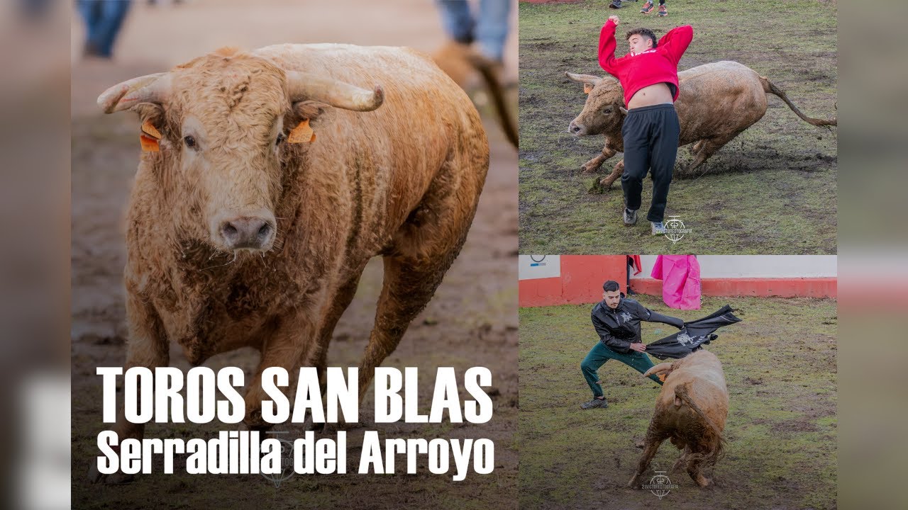 Suelta de dos toros por San Blas en Serradilla del Arroyo 2026