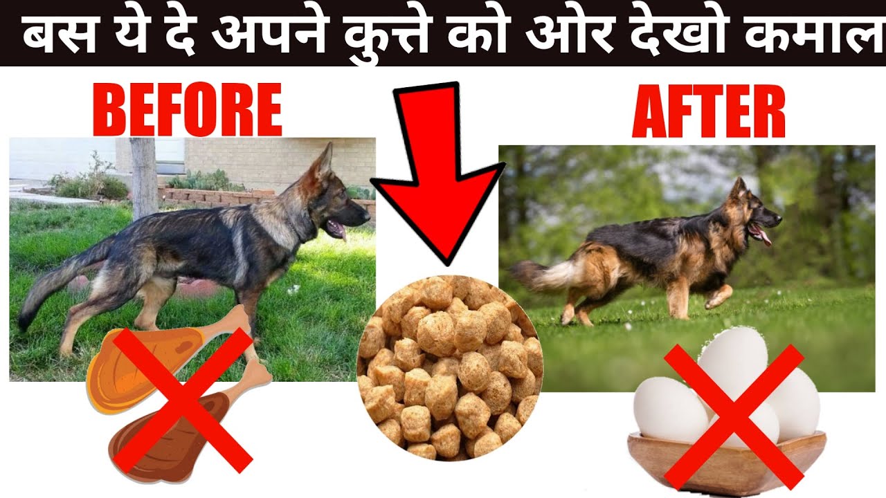 Advantage and disadvantage of feeding Soyabean to dog / बस ये दे अपने