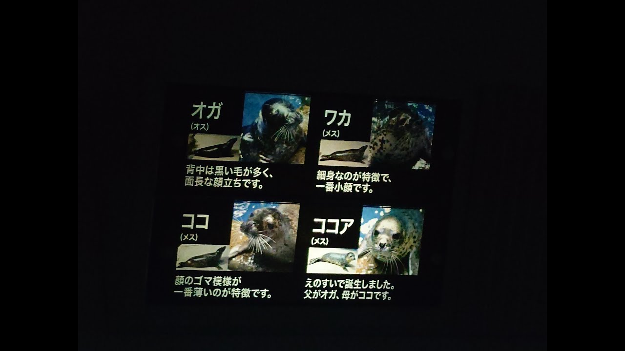 ゴマフアザラシのココア　2025年12月8日　新江ノ島水族館にて