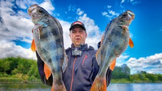 Big and biggest river perch! Fishing with my son I dreamed of