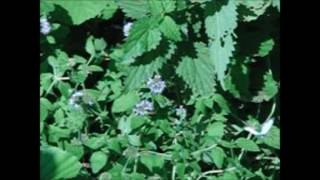 Pieris rapae 5, slowmotion 420 fps, By Nature's best