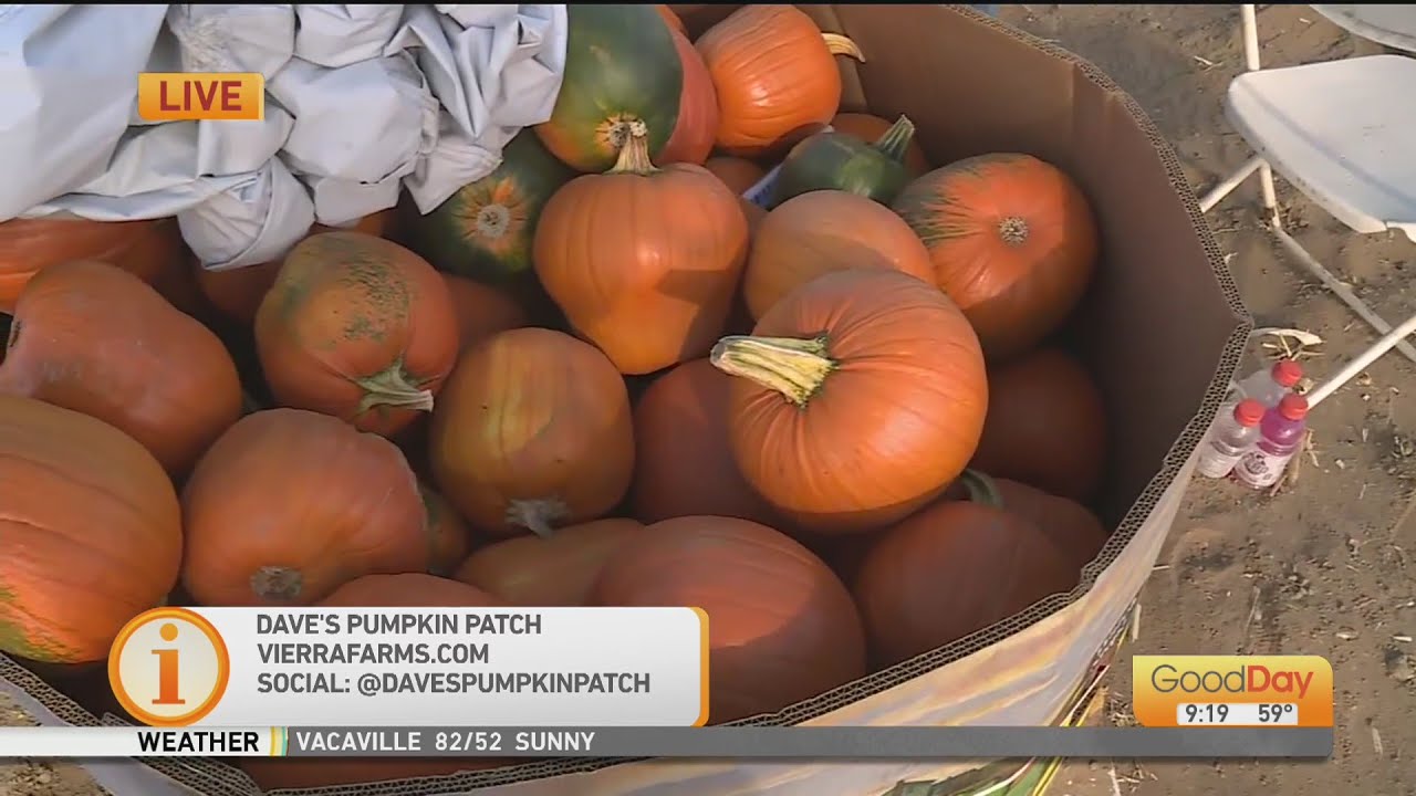 Five Pumpkin Patches - Sacramento Magazine