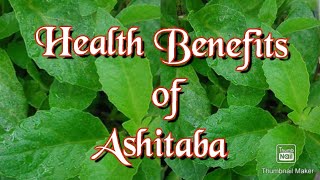 Ashitaba Health Benefits Of Ashitabahealth Forumheathy Lifestyle