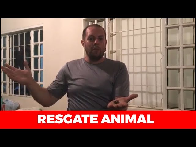 FELIPPE REPÓRTER SELVAGEM RESGATA ARANHA QUE ASSUSTOU MORADORES EM APUCARANA