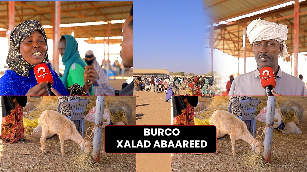 Burco : Sida abaarta jirtaa saamaynta ugu yeelatay miyi iyo magaalaba
