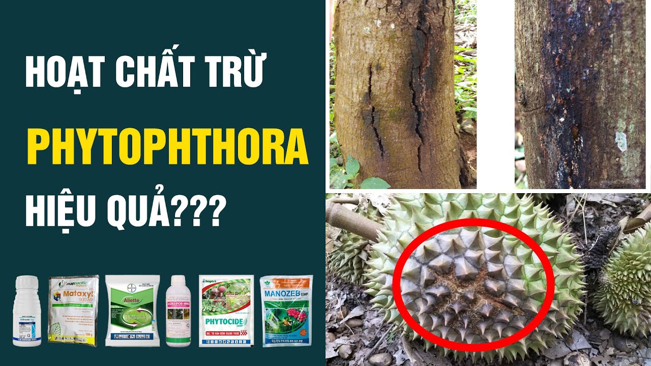 Xếp hạng 9 hoạt chất phòng trừ Phytophthora hiệu quả nhất hiện nay