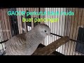 Bunyi Suara Burung Perkutut Lokal Muda Gacor Ampuh Buat Pancingan Mp3 - Mp4 Download