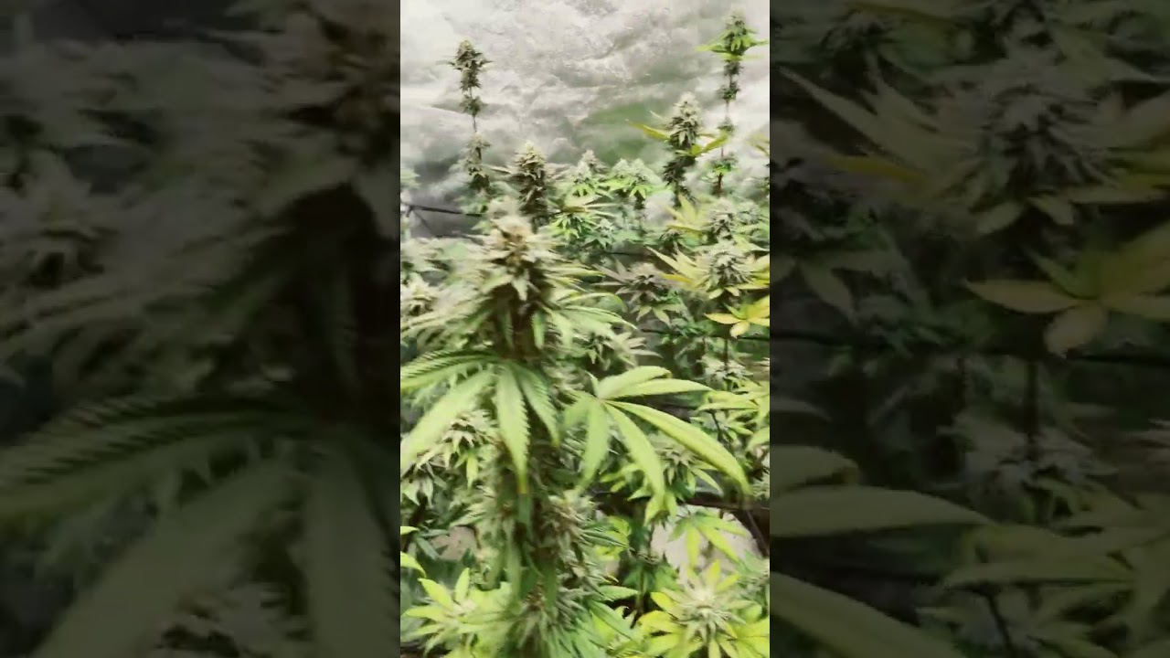 Sugar Cane day 96 flower day 🌸 43 