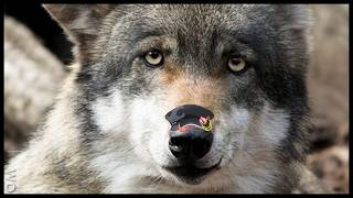 Enya Has a VERY Confused Wolf Inside Her【ChromaSHIFT | Enya Ignis】