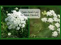 How to Tell the Difference Between Poison Hemlock and Queen Anne's Lace