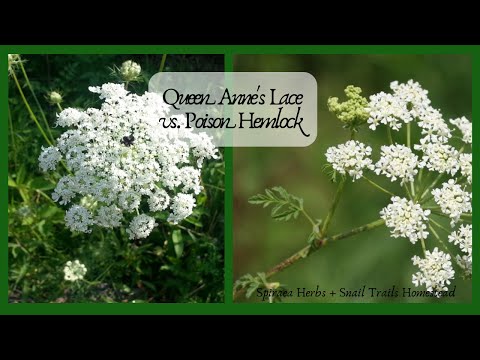 Video: Queen Anne's Lace Herb: informazioni su Daucus Carota Queen Anne's Lace