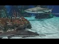 VIDEO: Massive aquarium to soon replace former Daytona Mall