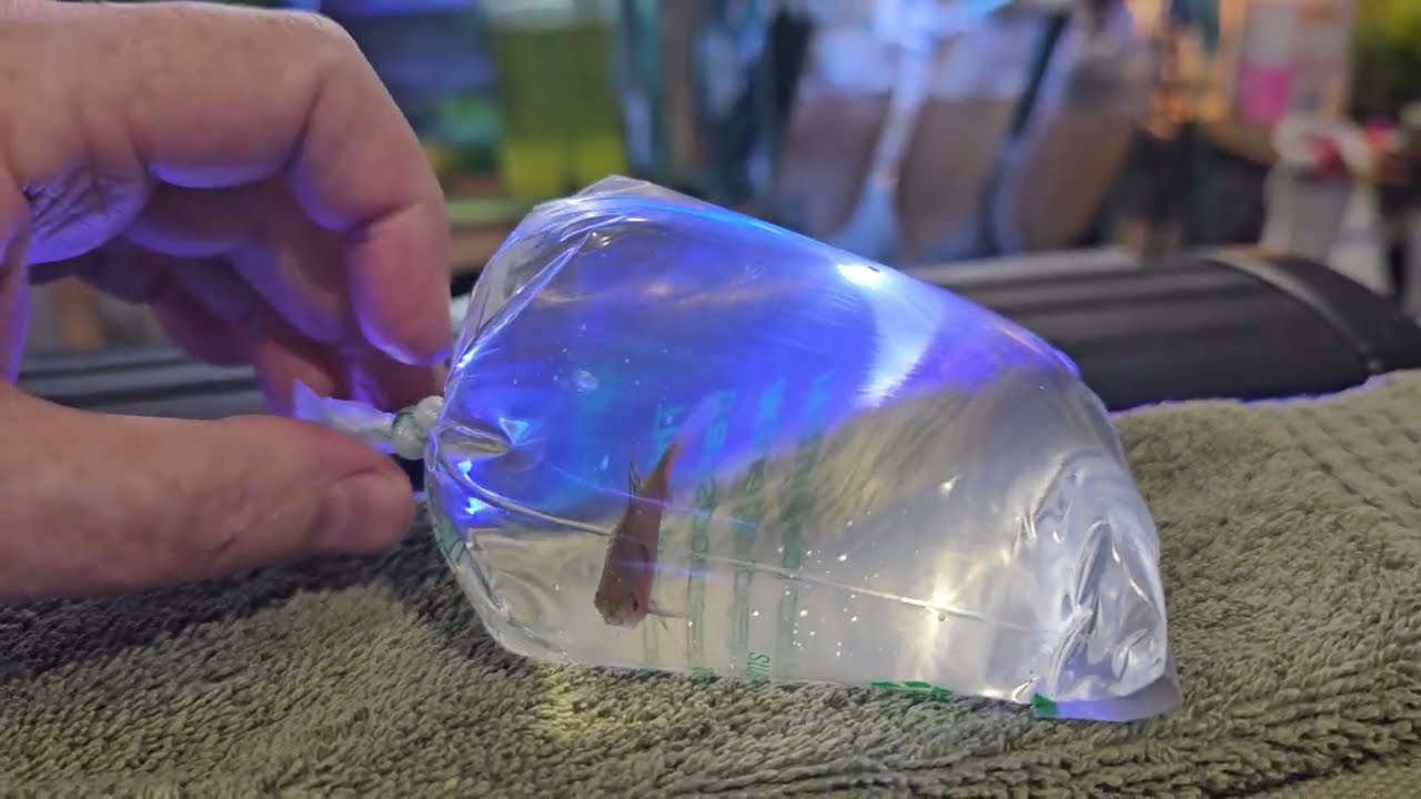 How to Safely Transition Fish from Breather Bags to Your Aquarium