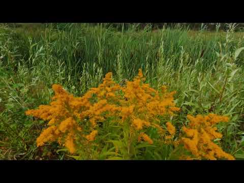 29.07.2026р-Південна частина Синього озера.Київ.Виноградар.ч.18 DJI_20260729150337_0018_D