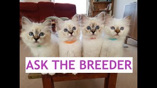 Birman Kittens  From birth to new homes VLOG #20