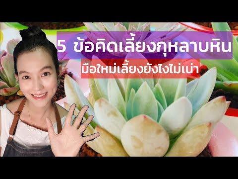 วีดีโอ: แพนซี่เติบโตในกระถางได้ - เรียนรู้เกี่ยวกับการดูแลแพนซี่ในภาชนะ