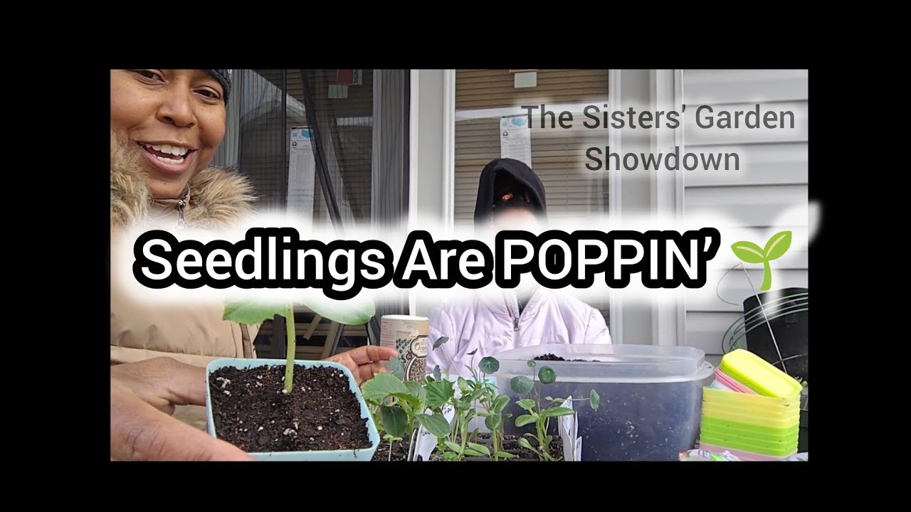Seedling Updates, Surprise Seed Gifts & Up-Potting | Sister’s Garden Showdown