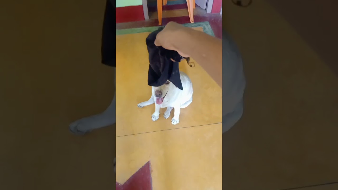 1day attack training of labrador 