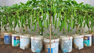 Knew this method of growing winged beans earlier, you would save hundreds of dollars every month