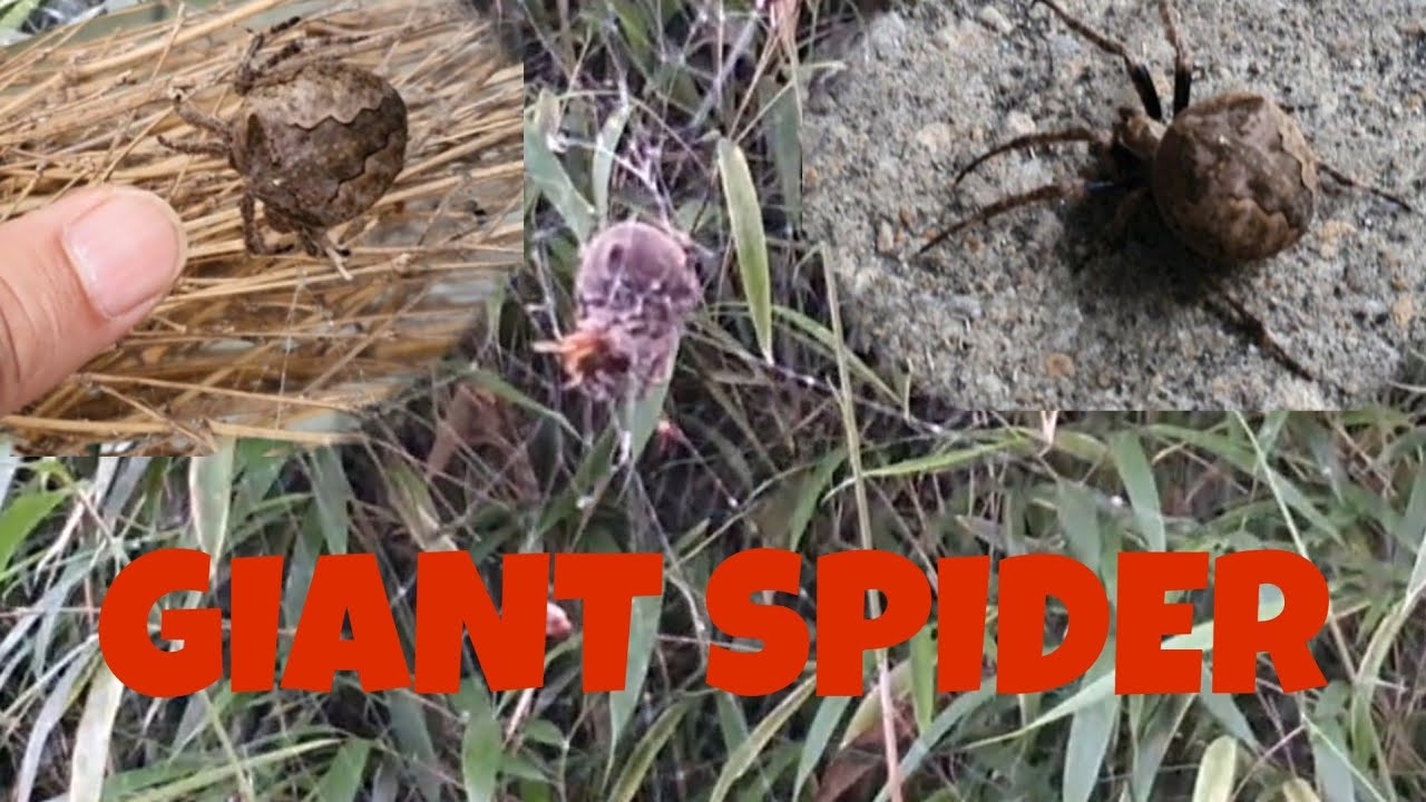 Giant Spider YouTube
