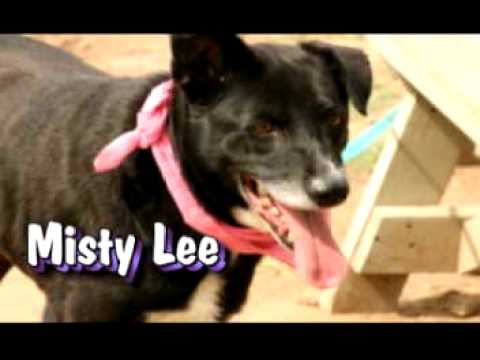 *ADOPTED* Misty Lee 7630810 Humane Society Adoption