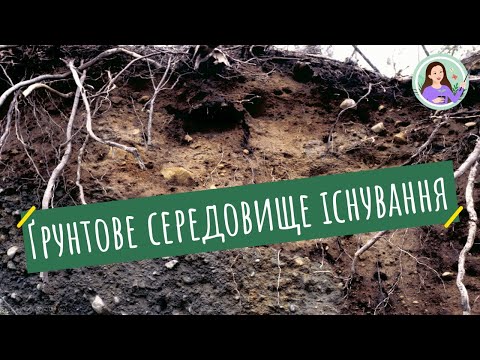 Ґрунтове середовище існування