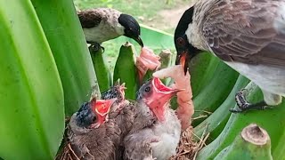 Mother bird throws away the food in the nest | 8 days