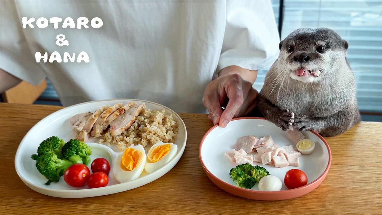 カワウソのとなりで一緒に筋肉メシを食べる父ちゃん Otters Eat Protein-Packed Lunch with Dad