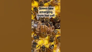 Queen bee emerging #cool #youtubeshorts #beekeeper #agriculture #honeybee #queenbee #epic