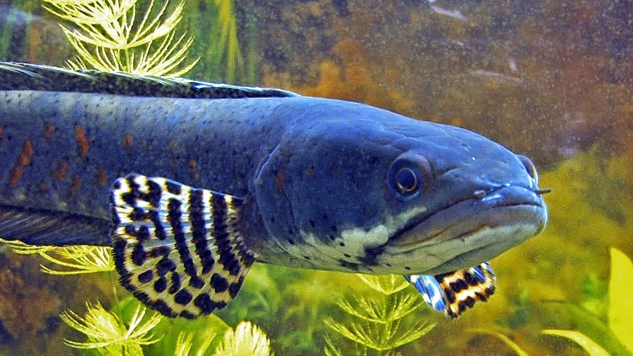 50 SPECIES OF SNAKEHEAD (CHANNA)