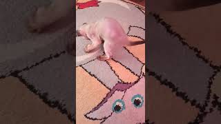 Idealna zabawka dla małych kotków #kropelkadevonrex 😻 #devonrex 🐱 #kot 🐾 by KROPELKA Devon Rex 5 views 11 days ago 1 minute, 4 seconds