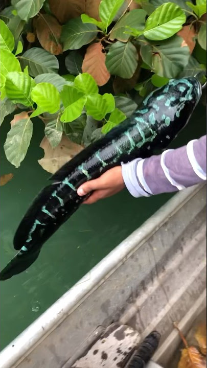 Clear Water | Beautiful Mama Toman #fishing #fishingvideo   #toman #uniquefishing #shorts #viral