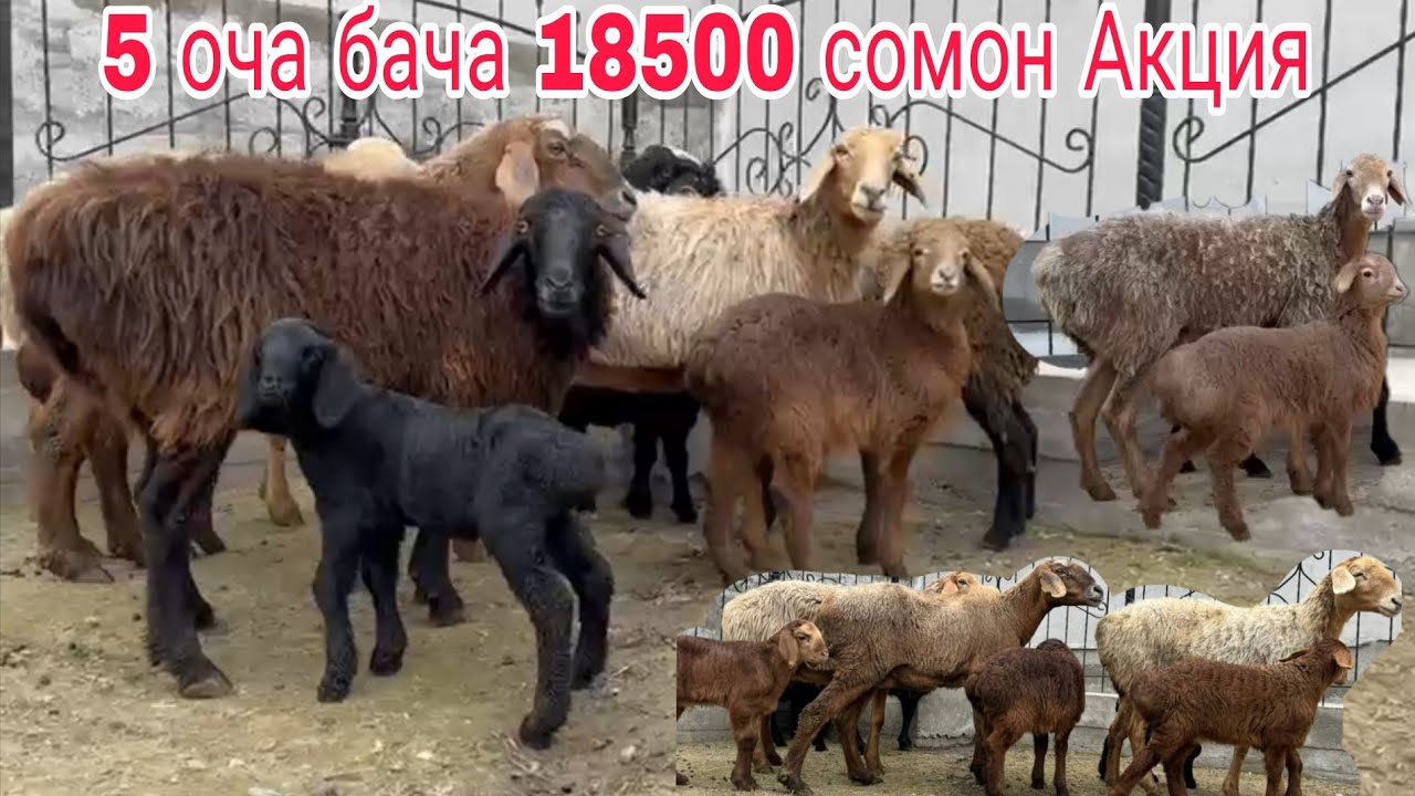 ГУСФАНДХОИ ОЧА БАЧА АРЗОН ОМАД СРОЧНА БЕНТОН ФУРУШИ АДРЕС Ш ХУЧАНД МОЛБОЗОРИ ХУДЖАНД ХУЧАНД 