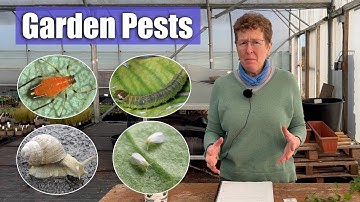 Pest Patrol: Your Guide to Conquering 5 Most Common Garden Invaders!
