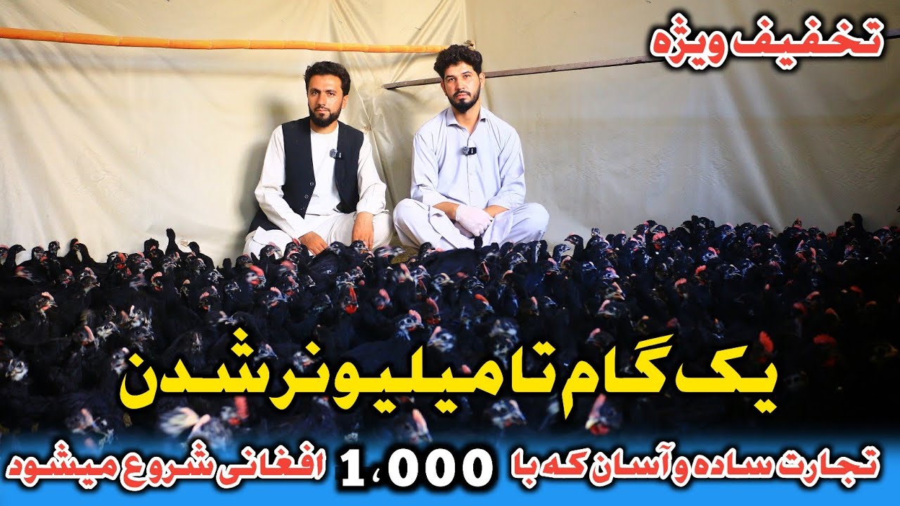 Специальная скидка | Станьте миллионером всего за 1000 афгани | Информация о Рейгане: птицеводств...