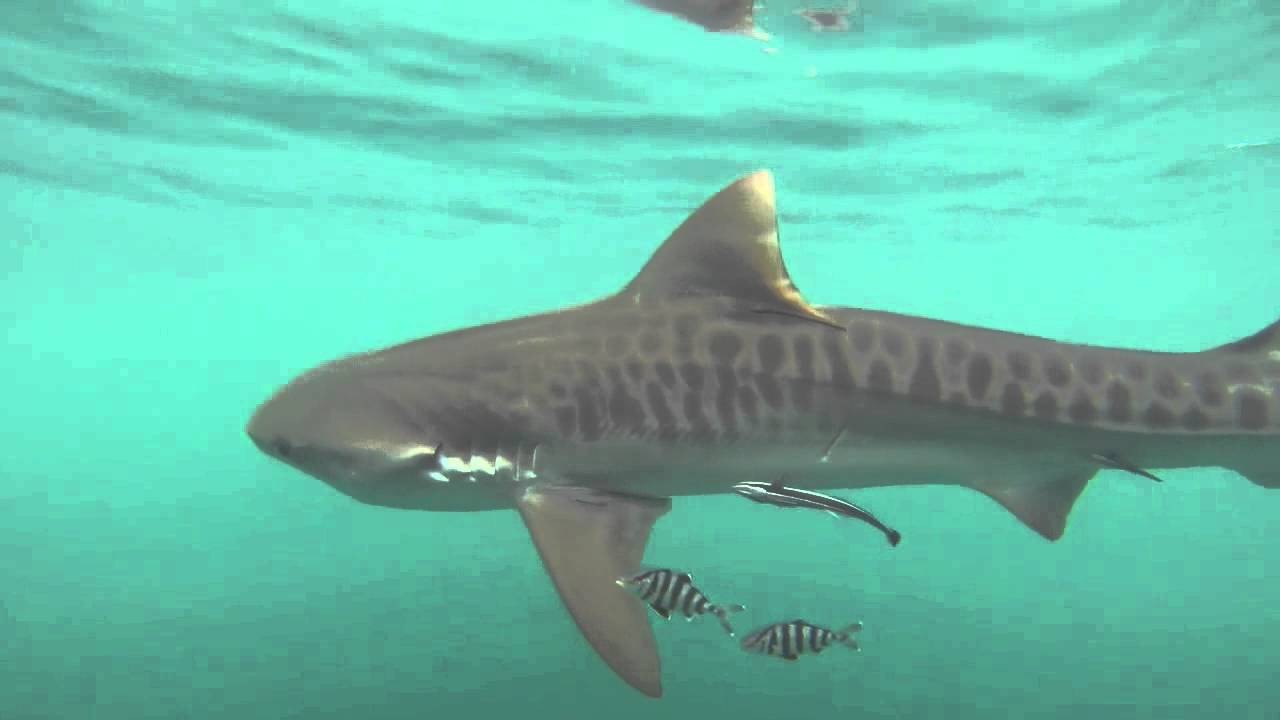 Catching a Tiger shark in Clearwater Florida. - YouTube