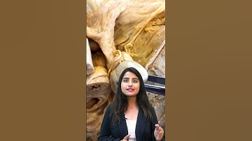 Real Human Ovaries | Reproductive System in Real #neet2023