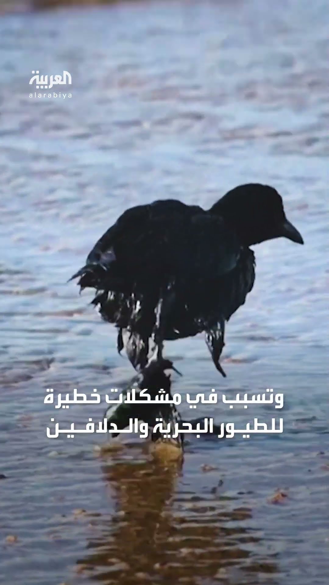 روسيا تعلن حالة طوارئ بسبب تسرب نفطي ضخم في البحر الأسود